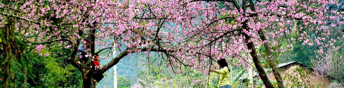 Tour Sapa 2 ngày 1 đêm: Sapa - Bản Cat cat - Núi Hàm Rồng 