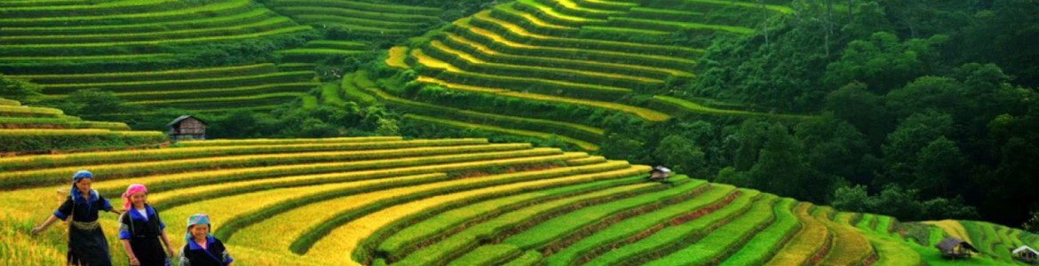 Tour Sapa 3 ngày 2 đêm: Chợ Bắc Hà - Bản Cát Cát - Núi Hàm Rồng 