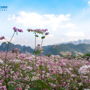 Tour Mùa hoa tam giác mạch:  Hà Giang - Đồng Văn - Đền Hùng 5 ngày 4 đêm